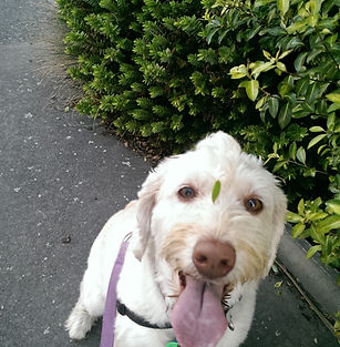 out on a walk with a dog 