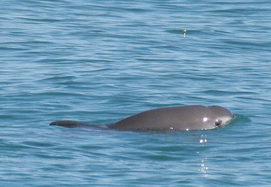 The Vaquita Porpoise Is Closer To Extinction Than Ever Before
