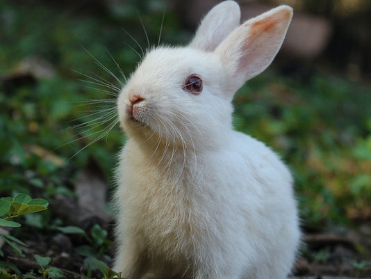 Christmas Advent 18: Rabbits!