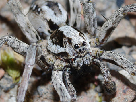 Great Giant-Fox Spider Rediscovered In The UK After They Were Thought To Be Extinct For 21 Years! 🕷