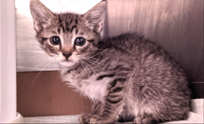 Cats That Need URGENT Rescue! 🐱🙏🐾