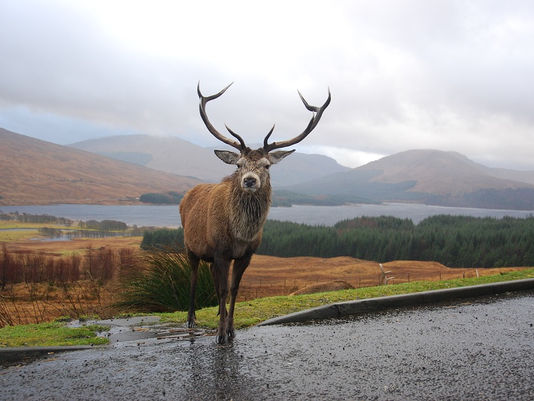 New WWF Report: Scotland's Wildlife At Risk From Climate Change