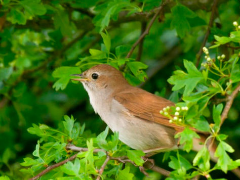 #Petition Help Save Lodgehill And Its Nightingales 🐤🐤🌾