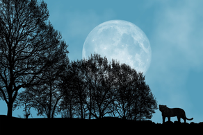 Happy International Moon Day! 🌛