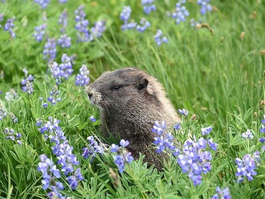 Endangered Marmots Discovered In Canada! 💟