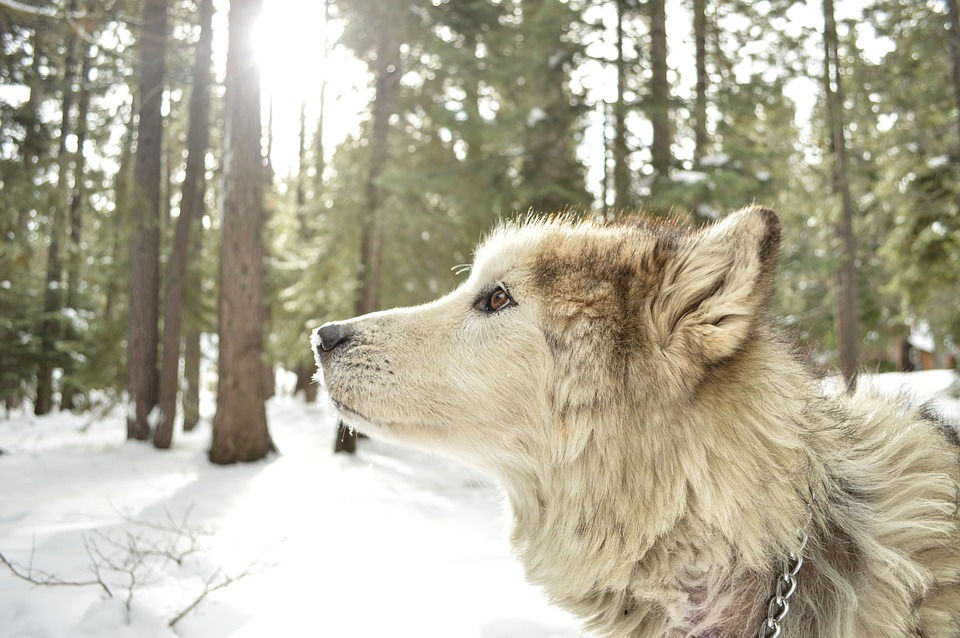 Gray Wolf