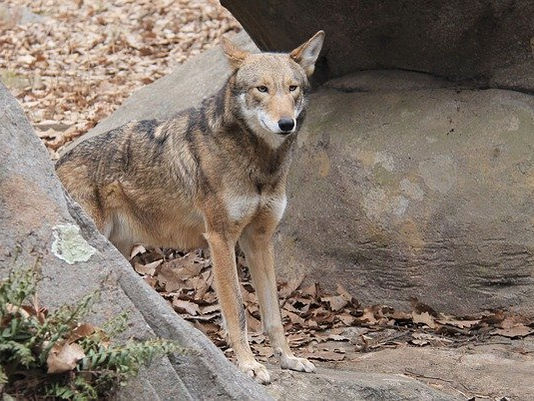 Critically Endangered Red Wolf Pups Are Born