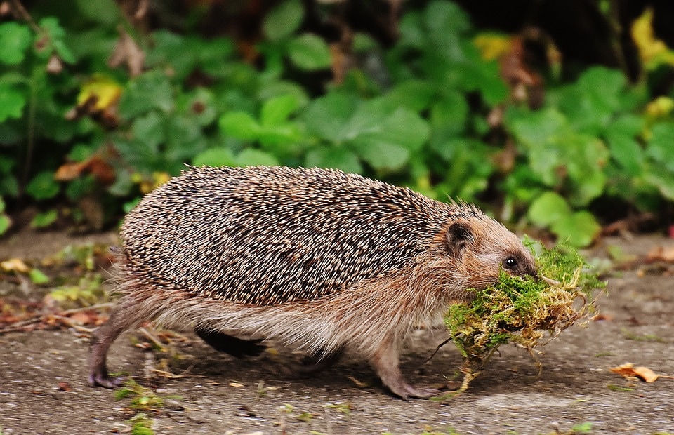 Hedgehog Highway