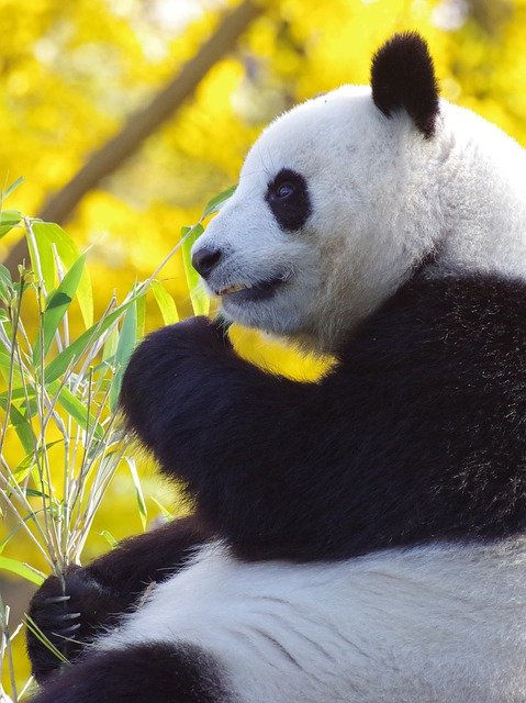 Top 5 Interesting Facts About Giant Pandas 
