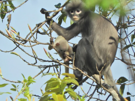 New Monkey Species Discovered In Myanmar!