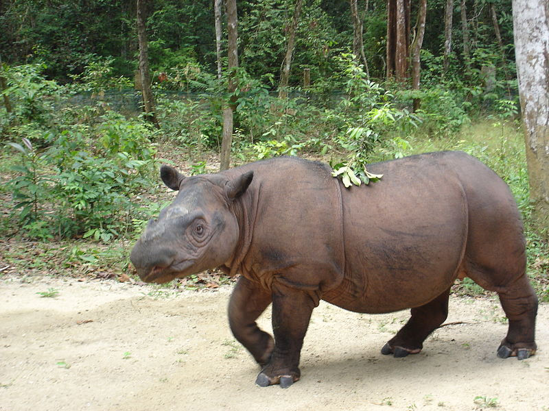 The Sumatran Rhino