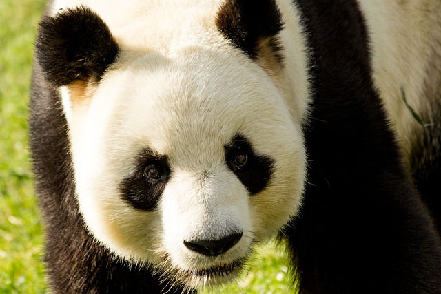 Top 5 Interesting Facts About Giant Pandas 