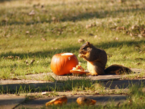 10 Adorable Pictures Of Animals With Pumpkins!