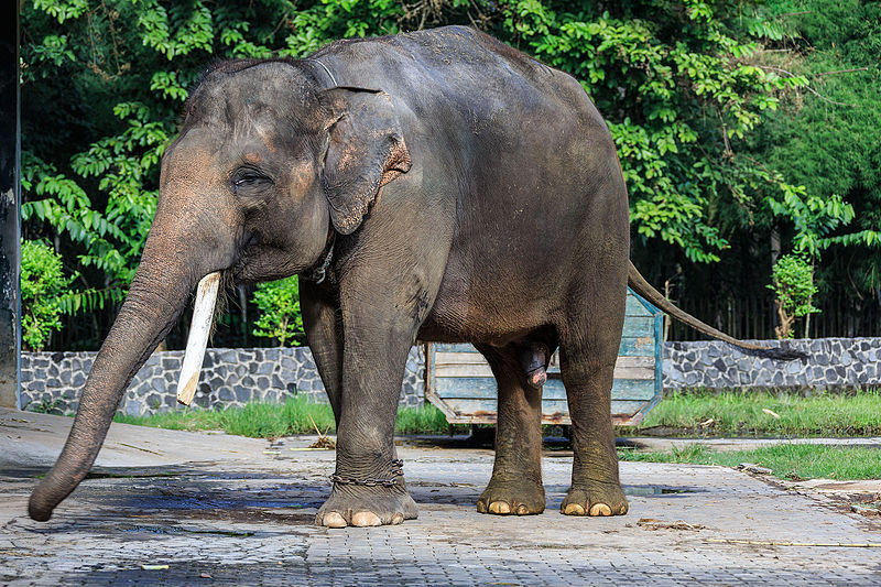 Sumatran Elephant
