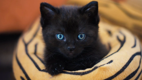 Happy National Black Cat Day! 🖤🐱