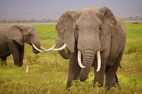 Happy Elephant Appreciation Day! 🐘