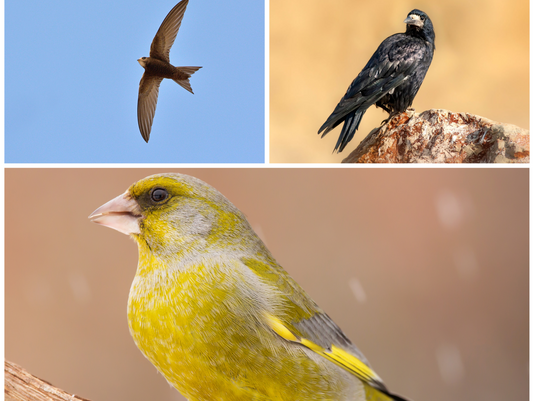 It’s National Bird Feeding Month! 🤎🕊