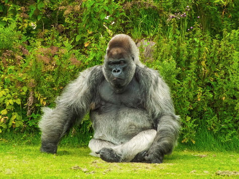 Good News: The Mountain Gorilla Population Increases!