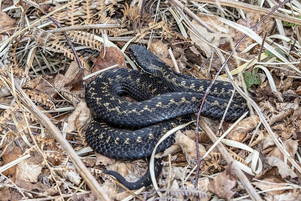 Adders