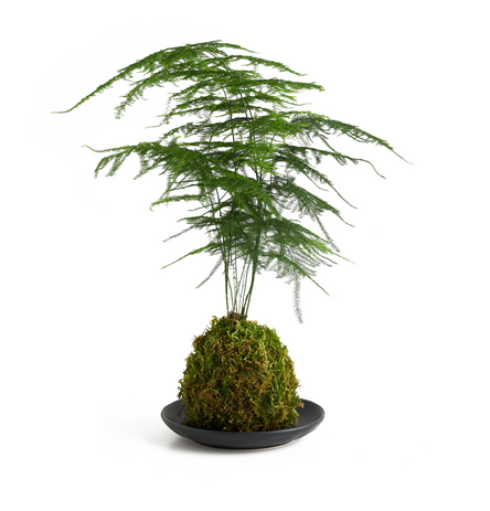 Asparagus Fern.png