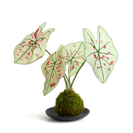Caladium 'Strawberry Star'.png