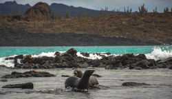 Golden Galapagos
