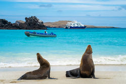Golden Galapagos - Endemic