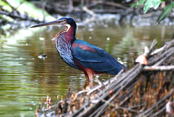 Wildlife