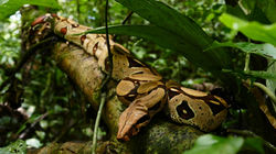 Wildlife