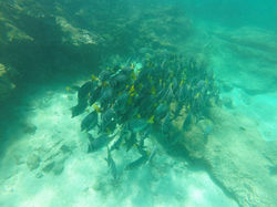 Golden Galapagos