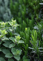 Herb Plants_edited_edited.jpg