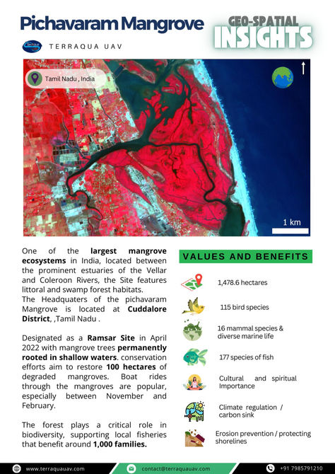 Exploring Pichavaram Mangrove Forest: A Natural Wonder.