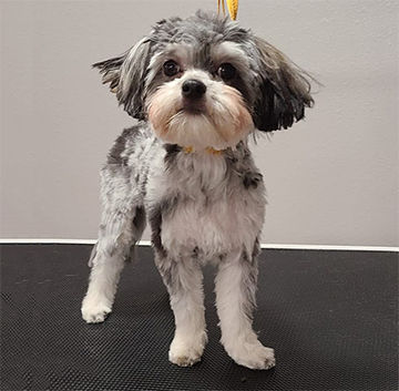 ZOE
