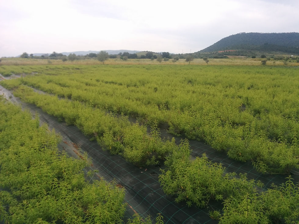 limonete2_Infusões biológicas