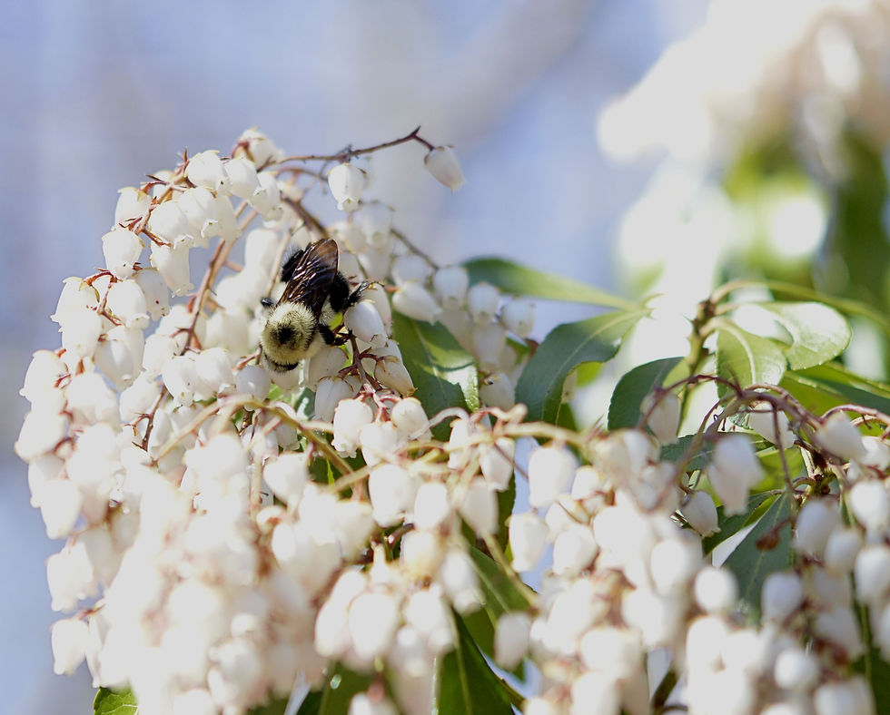 A fuzzy bumblebee landed on this bush just as I was snapping shots of its blooms