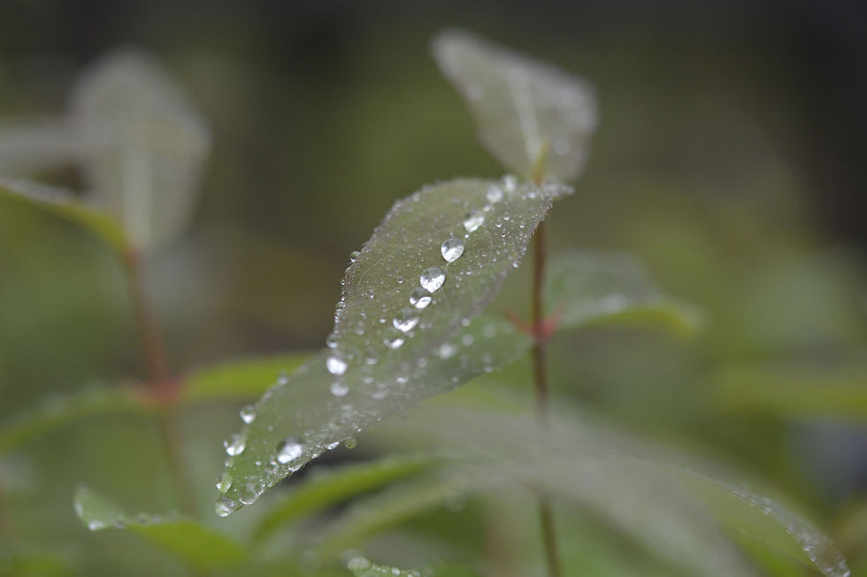Tiny water beads on the spine of a Honey Berry leaf
