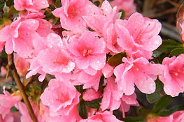 azalea-evergreen-coral-bell.jpe