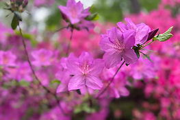 shrubs-azalea.jpg