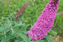buddleia-pugster-amethyst.jpg