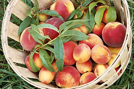 nectarines