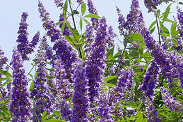 flowering-vitex
