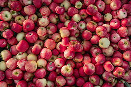 Honeycrisp Apples