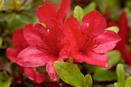 azalea-evergreen-hershey-red.jpg