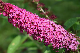 buddleia-miss-molly.jpg
