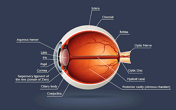 Eye Anatomy Diagram