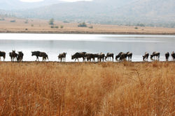 Wildebeest