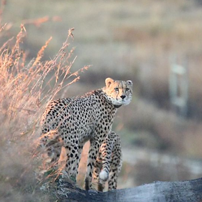 cheetah2.png