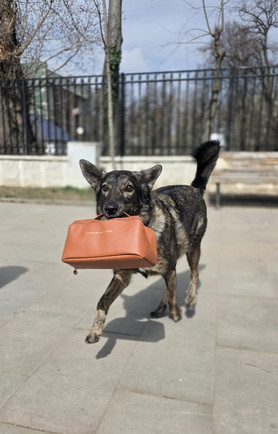 Câine care poartă o geantă în gură, în timpul unui exercițiu de dresaj utilitar - website Cătălin Cornea psiholog canin