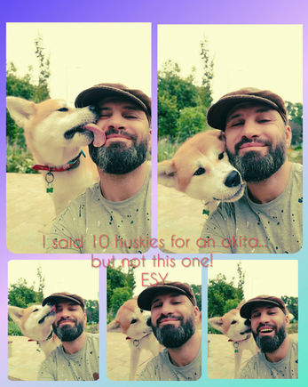 Colaj cu Cătălin și un câine Akita, în imagini de apropiere și joacă - website Cătălin Cornea psiholog canin