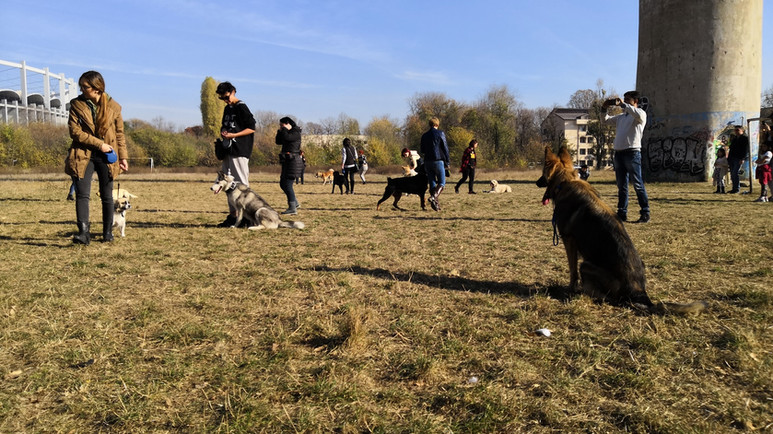 Poză cu grup mare de câini și proprietari în parc lucrând simultan la exerciții de control și socializare - website Cătălin Cornea psiholog canin